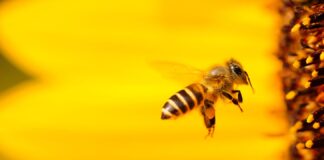 APIS MELLIFICA (سم زنبور عسل)